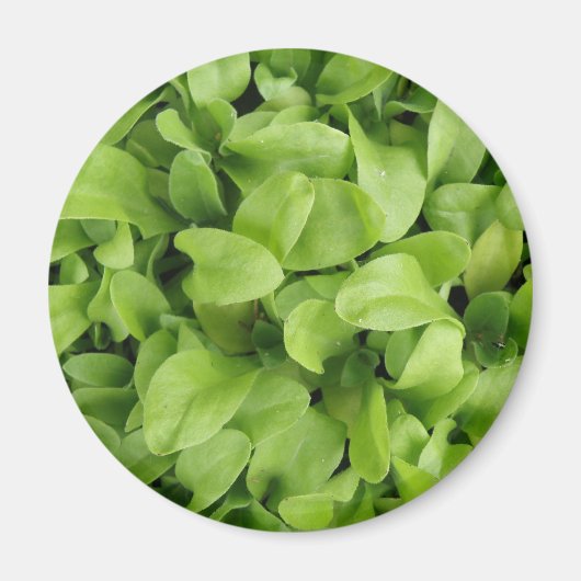 Marigold Seedlings Magnet (Voorkant)