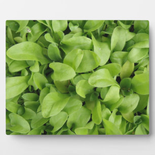 Marigold Seedlings Plaque Fotoplaat