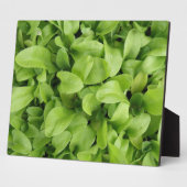 Marigold Seedlings Plaque Fotoplaat (Zijkant)