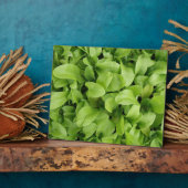 Marigold Seedlings Plaque Fotoplaat (Zijkant)