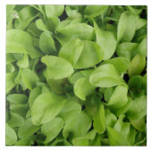 Marigold Seedlings Tile Tegeltje (Voorkant)