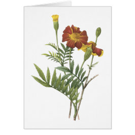 Marigold (Tagetes sp.) van Redouté