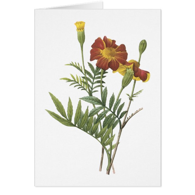 Marigold (Tagetes sp.) van Redouté (Voorkant)