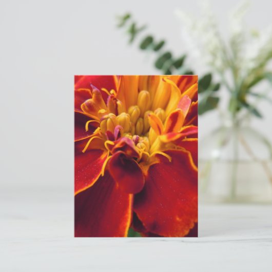Marigold Up Close Briefkaart (Staand voorkant)