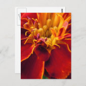 Marigold Up Close Briefkaart (Voorkant / Achterkant)