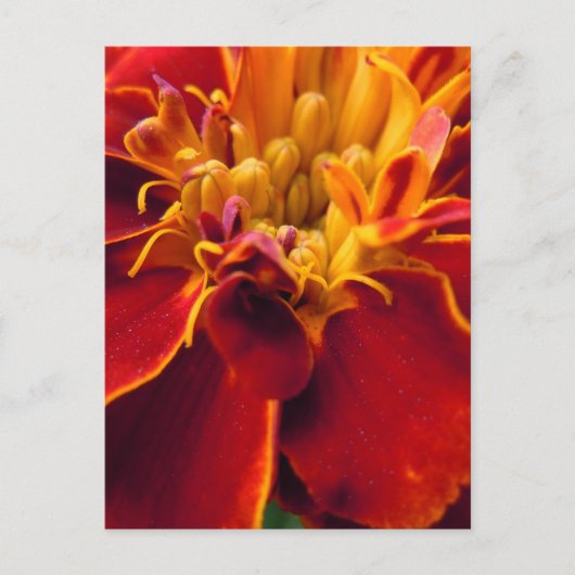 Marigold Up Close Briefkaart (Voorkant)