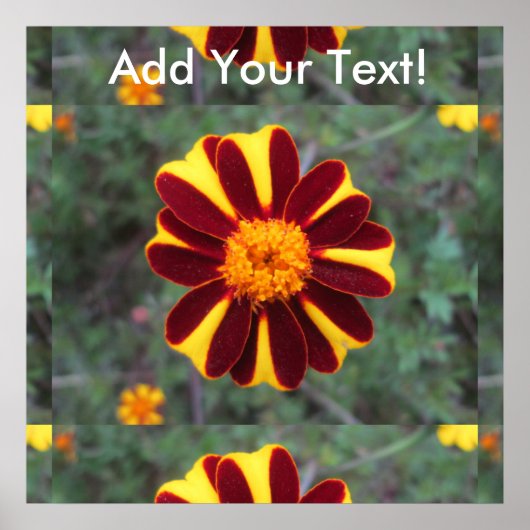 Marigold Velvet Rich Red Yellow Flower Poster (Voorkant)