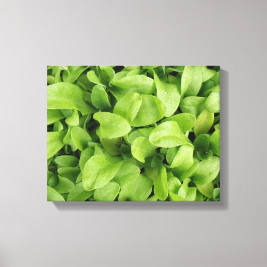 Marigold Zaailingen Canvasprint Canvas Afdruk (Voorkant)