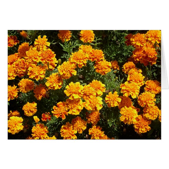 Marigolds (Voorkant Horizontaal)