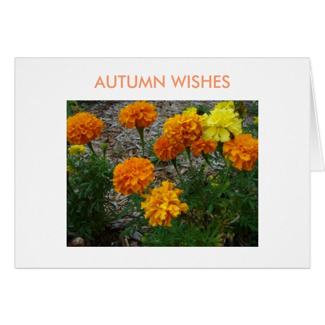 Marigolds, Autumn Wishes (Voorkant Horizontaal)