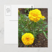 Marigolds Briefkaart (Voorkant / Achterkant)