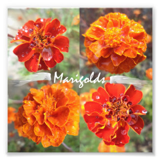 Marigolds Foto Afdruk