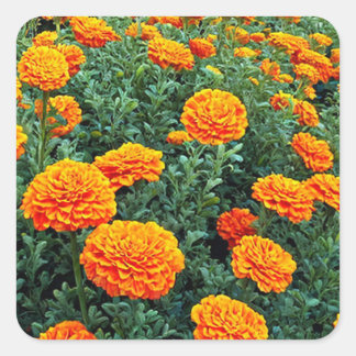 Marigolds Vierkante Sticker
