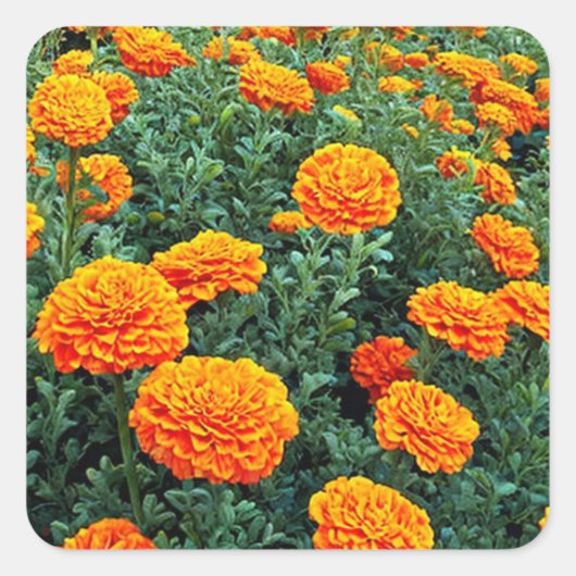 Marigolds Vierkante Sticker (Voorkant)