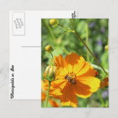 Marigolds w. Bee # 2 Briefkaart (Voorkant / Achterkant)