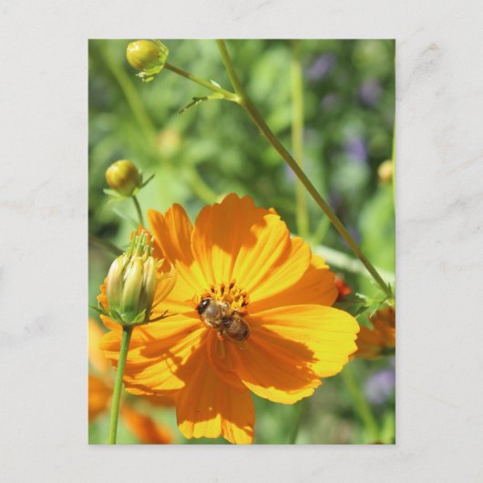 Marigolds w. Bee # 2 Briefkaart (Voorkant)