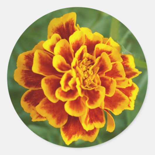 marigoud ronde sticker (Voorkant)