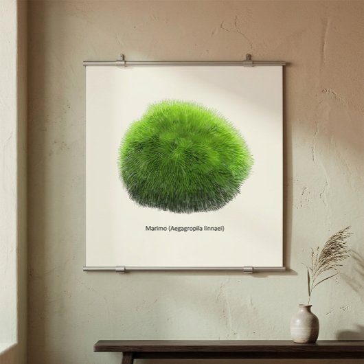Marimo Mos Bal Hand Getekend Poster