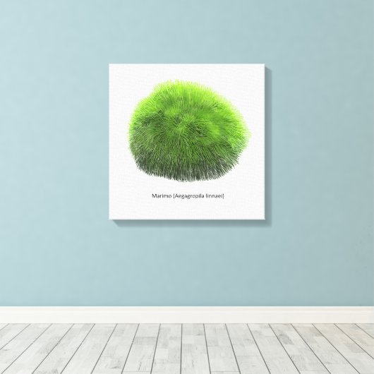 Marimo Moss Ball Hand getekend Canvas Afdruk (Insitu (Houten vloer))