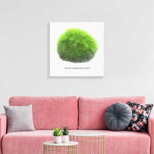 Marimo Moss Ball Hand getekend Canvas Afdruk (Insitu (Woonkamer))