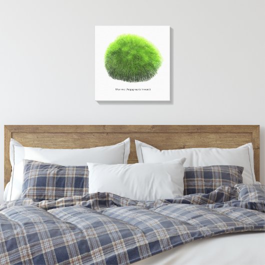 Marimo Moss Ball Hand getekend Canvas Afdruk (Insitu (Slaapkamer))
