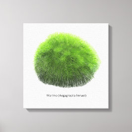 Marimo Moss Ball Hand getekend Canvas Afdruk