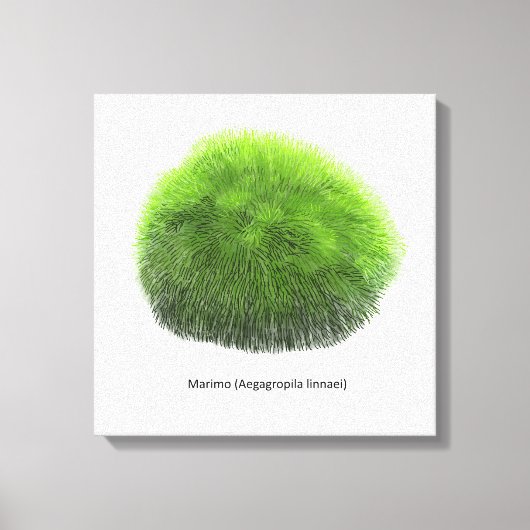 Marimo Moss Ball Hand getekend Canvas Afdruk (Voorkant)