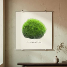 Marimo Moss Ball Hand getekend Poster