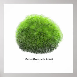 Marimo Moss Ball Hand getekend Poster