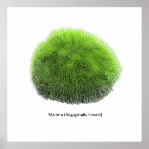 Marimo Moss Ball Hand getekend Poster