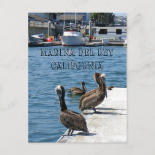 Marina Del Rey Belicans Briefkaart! Briefkaart