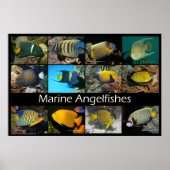 Marine Angelfishes Poster (Voorkant)