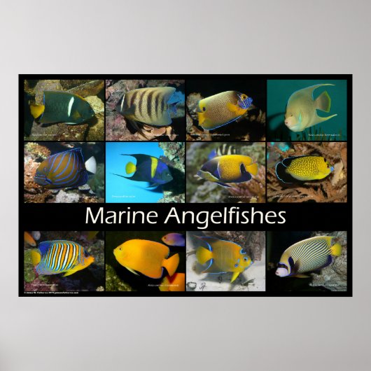 Marine Angelfishes Poster (Voorkant)