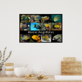 Marine Angelfishes Poster (Keuken)