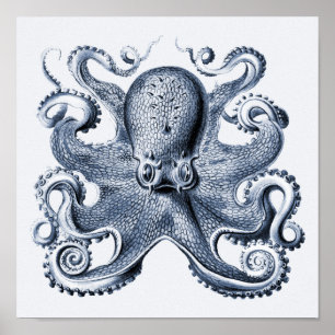Marine blauwe octopus illustratie door Ernst Haeck Poster