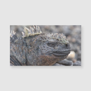 Marine Iguana