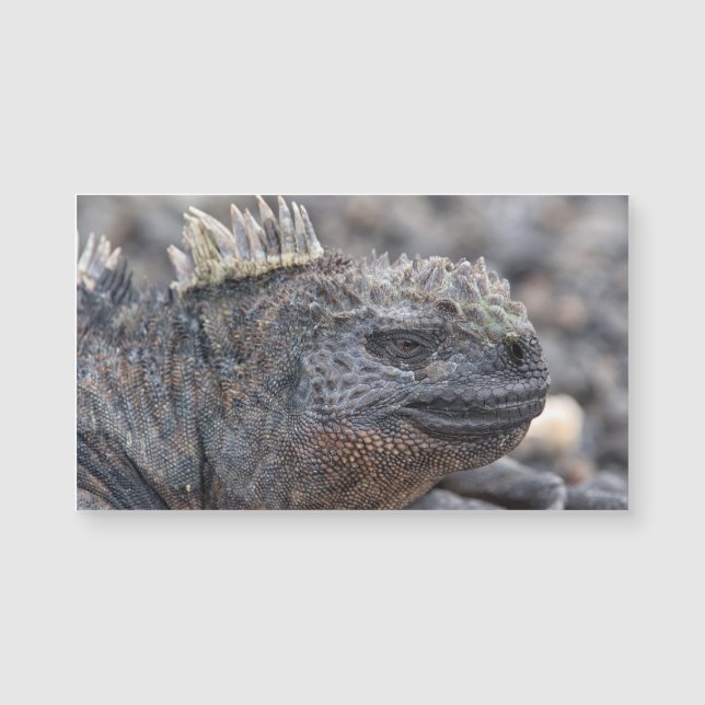 Marine Iguana (Voorkant)