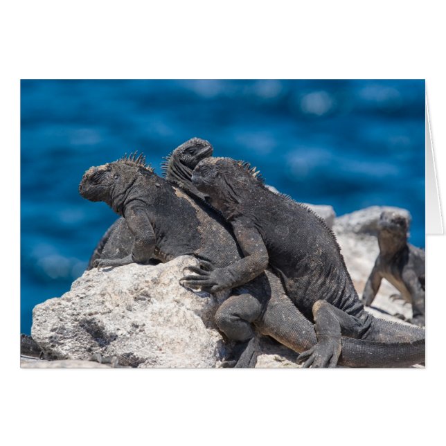 Marine Iguana (Voorkant Horizontaal)