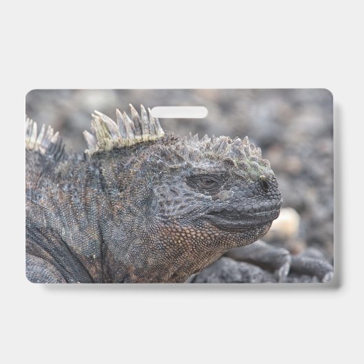 Marine Iguana Badge (Voorzijde)