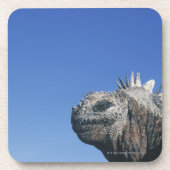 Marine Iguana Bier Onderzetter (Voorkant)