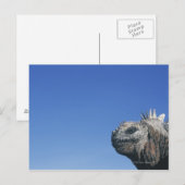 Marine Iguana Briefkaart (Voorkant / Achterkant)