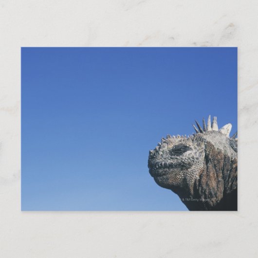 Marine Iguana Briefkaart (Voorkant)