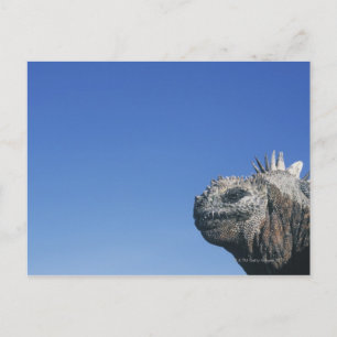 Marine Iguana Briefkaart