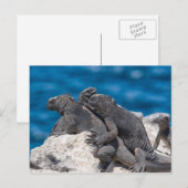 Marine Iguana Briefkaart (Voorkant / Achterkant)