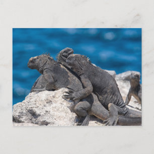 Marine Iguana Briefkaart