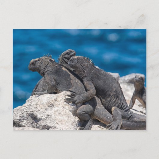 Marine Iguana Briefkaart (Voorkant)