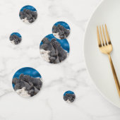 Marine Iguana Confetti (Groep)