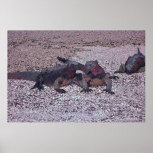 Marine Iguana Face off Poster