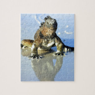 Marine iguana Galapagos Legpuzzel