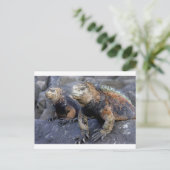 Marine iguana Galapagos San Cristobal Briefkaart (Staand voorkant)